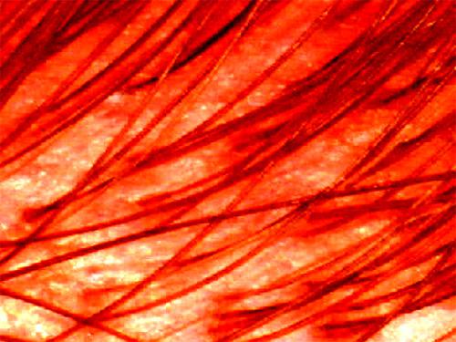 VI/7. Rote Haare. Leinwand. 45 x 60 cm. 2005.