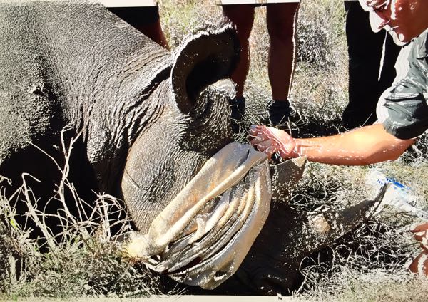 Rhino blinded