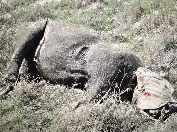 Chipped Rhino